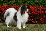 EPAGNEUL PAPILLON 013